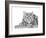 Snow Leopard (Variant 1)-Sharon Turner-Framed Art Print