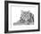Snow Leopard (Variant 1)-Sharon Turner-Framed Art Print