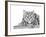 Snow Leopard (Variant 1)-Sharon Turner-Framed Art Print