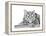 Snow Leopard (Variant 1)-Sharon Turner-Framed Stretched Canvas