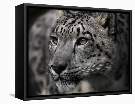 Snow Leopard-Linda Wright-Framed Premier Image Canvas