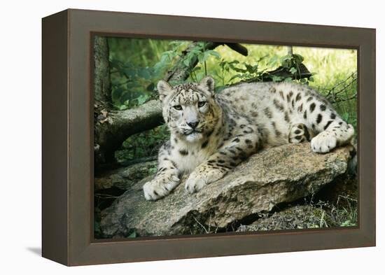 Snow Leopard-null-Framed Premier Image Canvas