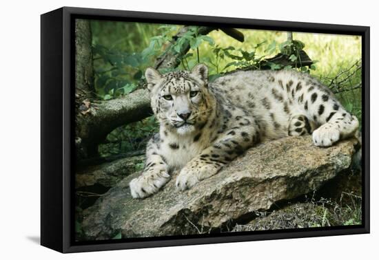 Snow Leopard-null-Framed Premier Image Canvas