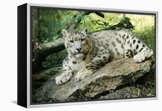 Snow Leopard-null-Framed Premier Image Canvas