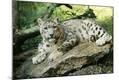 Premium Photographic Print