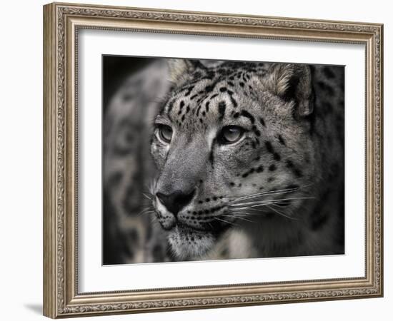 Snow Leopard-Linda Wright-Framed Photographic Print