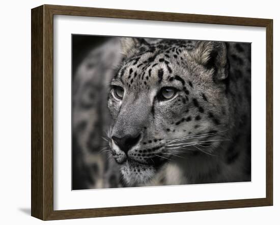 Snow Leopard-Linda Wright-Framed Photographic Print