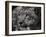 Snow Leopard-Linda Wright-Framed Photographic Print