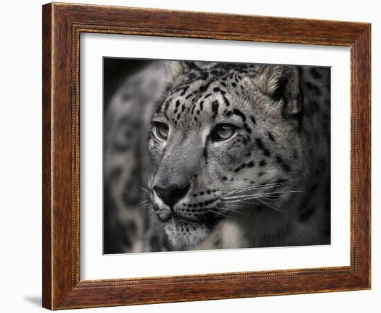 Snow Leopard-Linda Wright-Framed Photographic Print