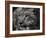 Snow Leopard-Linda Wright-Framed Photographic Print