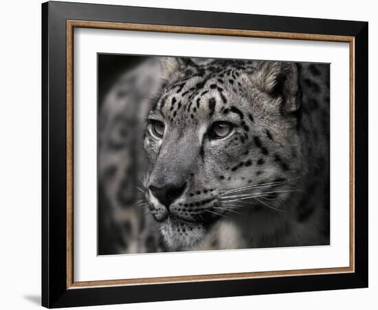 Snow Leopard-Linda Wright-Framed Photographic Print