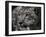 Snow Leopard-Linda Wright-Framed Photographic Print