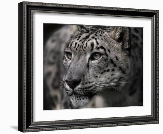 Snow Leopard-Linda Wright-Framed Photographic Print