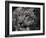 Snow Leopard-Linda Wright-Framed Photographic Print