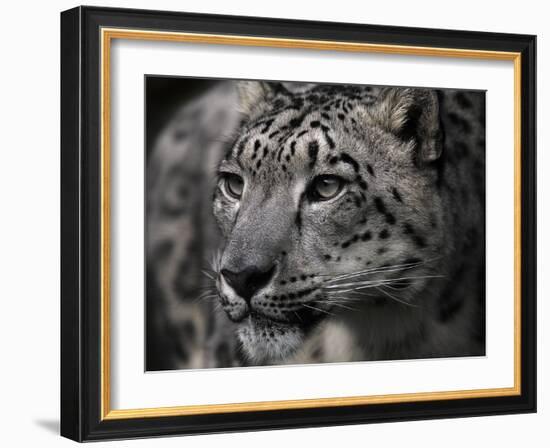 Snow Leopard-Linda Wright-Framed Photographic Print