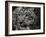 Snow Leopard-Linda Wright-Framed Photographic Print