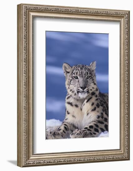 Snow Leopard-DLILLC-Framed Photographic Print