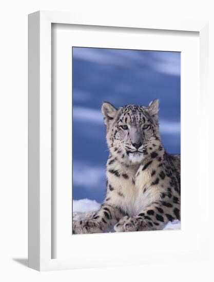 Snow Leopard-DLILLC-Framed Photographic Print