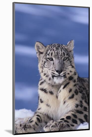 Snow Leopard-DLILLC-Mounted Photographic Print