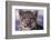 Snow Leopard-DLILLC-Framed Photographic Print
