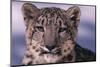 Snow Leopard-DLILLC-Mounted Photographic Print