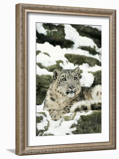 Snow Leopard-null-Framed Photographic Print