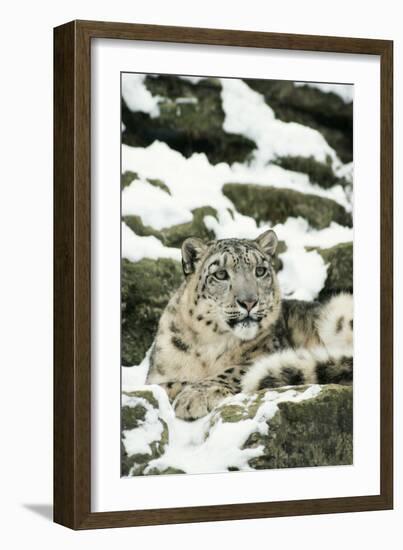 Snow Leopard-null-Framed Photographic Print