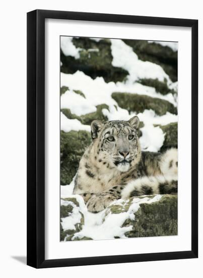 Snow Leopard-null-Framed Photographic Print