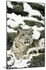 Snow Leopard-null-Mounted Photographic Print
