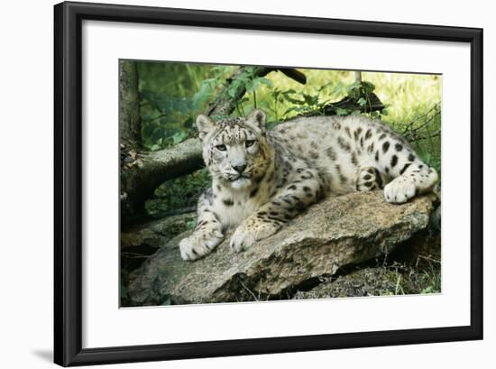 Snow Leopard-null-Framed Photographic Print