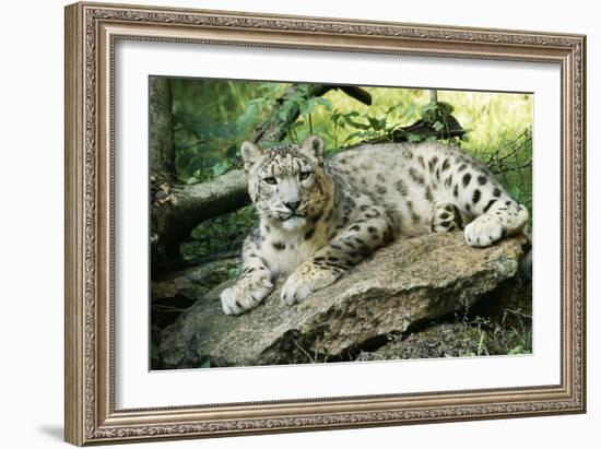 Snow Leopard-null-Framed Photographic Print