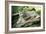 Snow Leopard-null-Framed Photographic Print