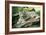 Snow Leopard-null-Framed Photographic Print