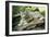 Snow Leopard-null-Framed Photographic Print