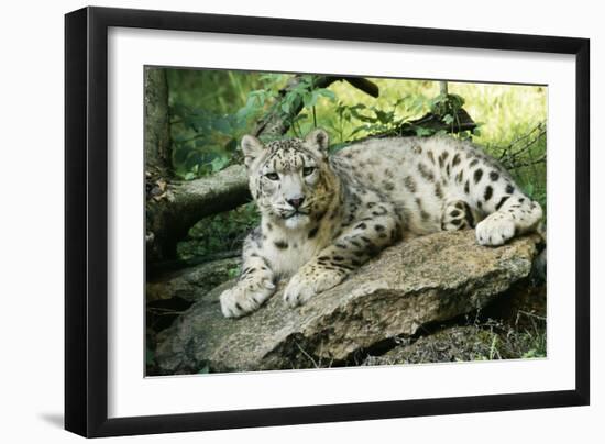 Snow Leopard-null-Framed Photographic Print