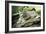 Snow Leopard-null-Framed Photographic Print