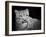 Snow Leopard-SD Smart-Framed Photographic Print