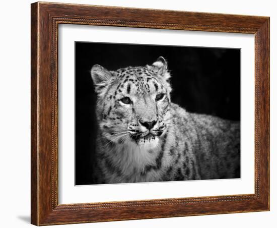 Snow Leopard-SD Smart-Framed Photographic Print