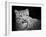 Snow Leopard-SD Smart-Framed Photographic Print