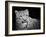 Snow Leopard-SD Smart-Framed Photographic Print