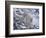 Snow Leopard-Jeff Tift-Framed Giclee Print