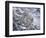 Snow Leopard-Jeff Tift-Framed Giclee Print