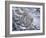 Snow Leopard-Jeff Tift-Framed Giclee Print