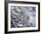 Snow Leopard-Jeff Tift-Framed Giclee Print