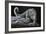 Snow Leopard-Jeremy Paul-Framed Giclee Print