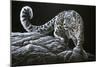 Snow Leopard-Jeremy Paul-Mounted Giclee Print
