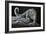 Snow Leopard-Jeremy Paul-Framed Giclee Print