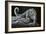 Snow Leopard-Jeremy Paul-Framed Giclee Print