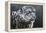 Snow Leopard-Jeremy Paul-Framed Premier Image Canvas