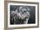 Snow Leopard-Jeremy Paul-Framed Giclee Print